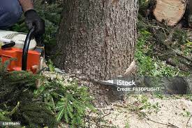 Professional Tree Services in Ravenel, SC