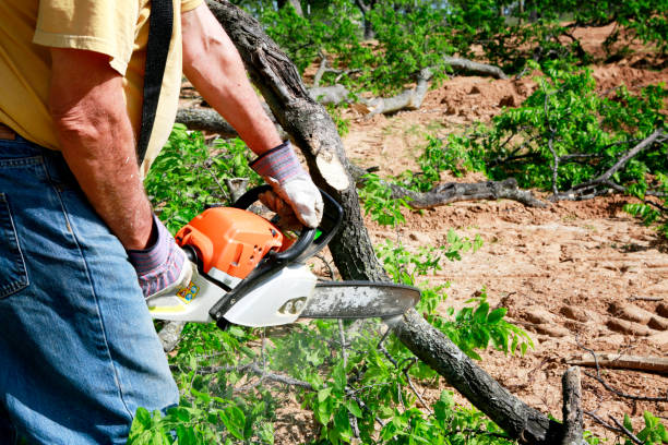 Best Lawn Renovation and Restoration  in Ravenel, SC